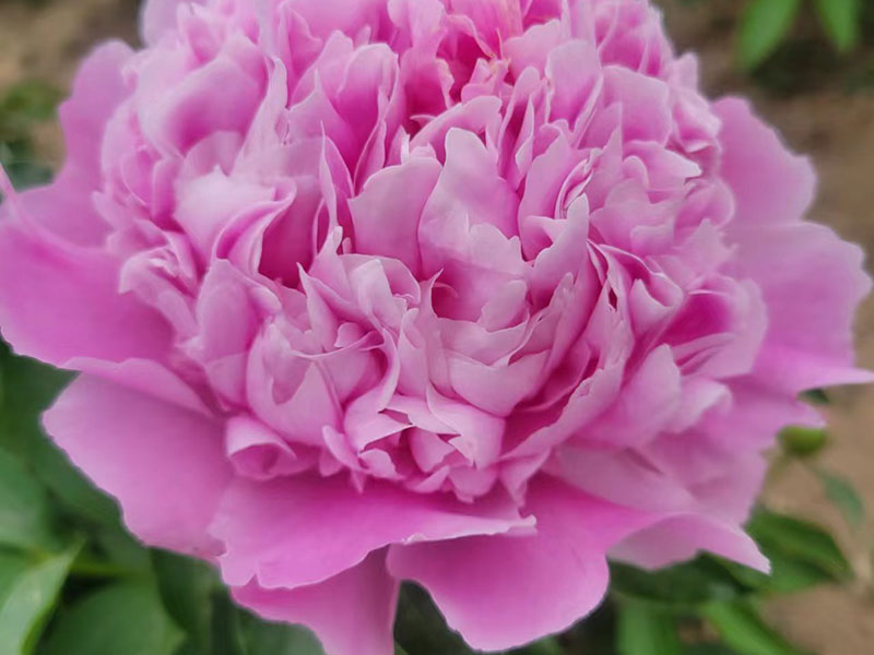 蒙斯 中早期 花徑極大 爆炸性